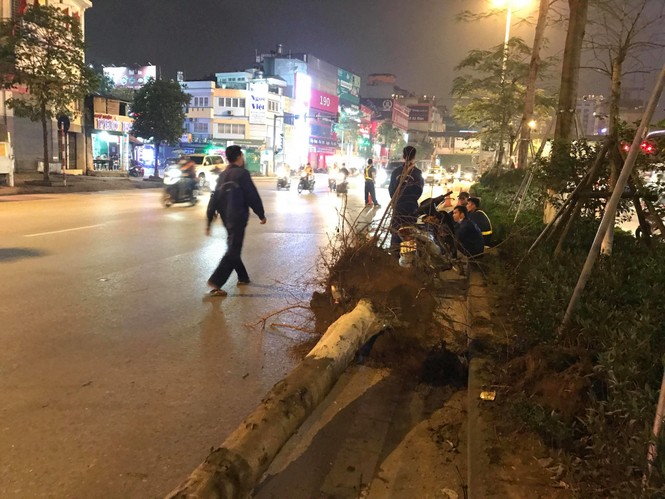 cây phượng, 1 triệu cây xanh, công ty cây xanh, hà nội, 4 mùa hoa, nhổ cây - ảnh 8