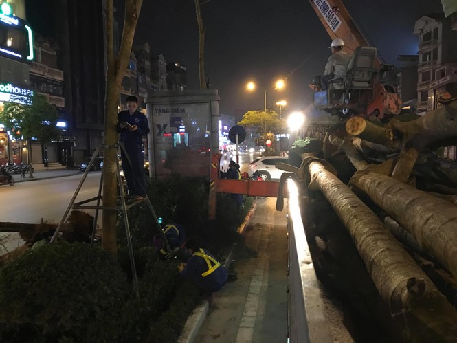 cây phượng, 1 triệu cây xanh, công ty cây xanh, hà nội, 4 mùa hoa, nhổ cây - ảnh 5