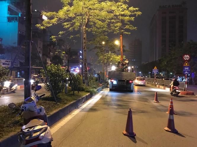 cây phượng, 1 triệu cây xanh, công ty cây xanh, hà nội, 4 mùa hoa, nhổ cây - ảnh 3