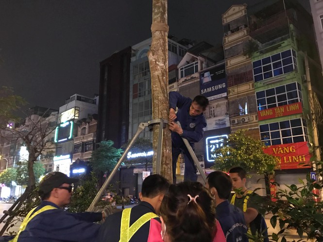 cây phượng, 1 triệu cây xanh, công ty cây xanh, hà nội, 4 mùa hoa, nhổ cây - ảnh 2