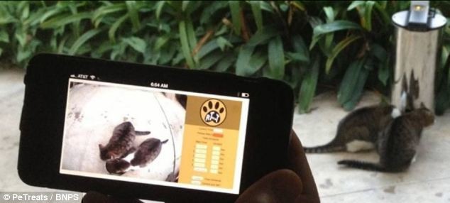 Cho thú cưng ăn bằng... máy bắt wifi - ảnh 2