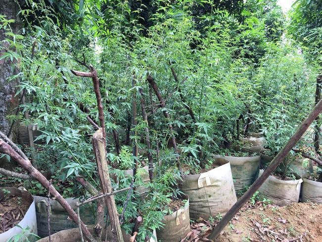Bí ẩn ‘thung lũng’ 3.000 gốc hoa hồng ở Hà Nội - ảnh 12