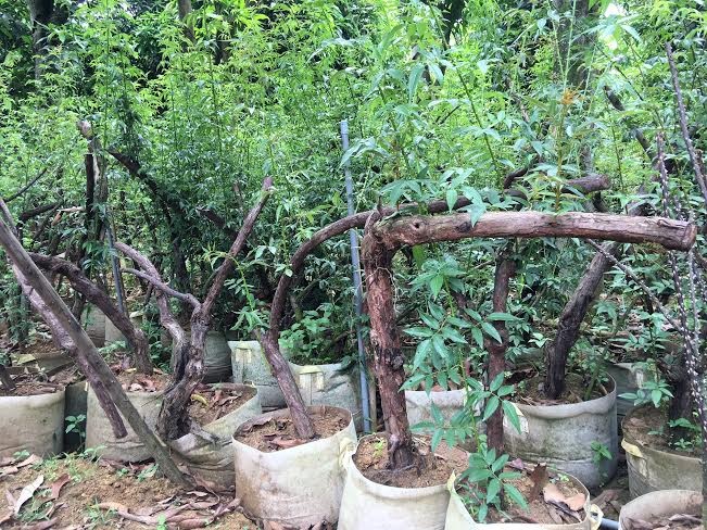 Bí ẩn ‘thung lũng’ 3.000 gốc hoa hồng ở Hà Nội - ảnh 13