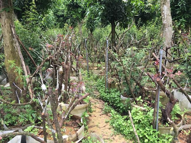 Bí ẩn ‘thung lũng’ 3.000 gốc hoa hồng ở Hà Nội - ảnh 1