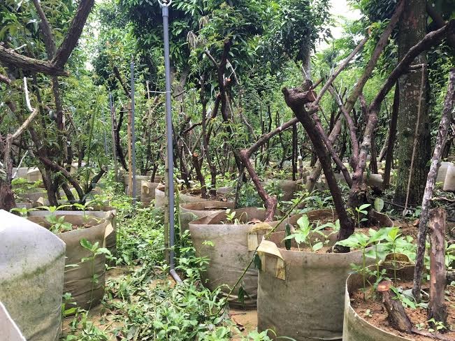 Bí ẩn ‘thung lũng’ 3.000 gốc hoa hồng ở Hà Nội - ảnh 2