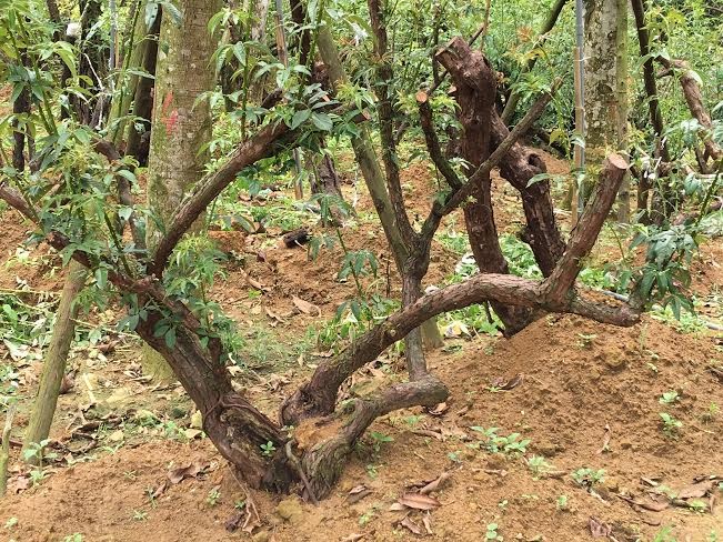 Bí ẩn ‘thung lũng’ 3.000 gốc hoa hồng ở Hà Nội - ảnh 3