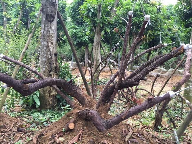 Bí ẩn ‘thung lũng’ 3.000 gốc hoa hồng ở Hà Nội - ảnh 4