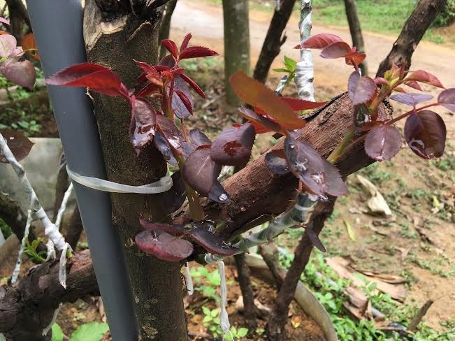 Bí ẩn ‘thung lũng’ 3.000 gốc hoa hồng ở Hà Nội - ảnh 9