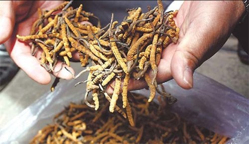 Thần dược 2 tỷ đồng/kg: Sự thật 'cú lừa thế kỷ' khiến đại gia ngã ngửa - ảnh 1