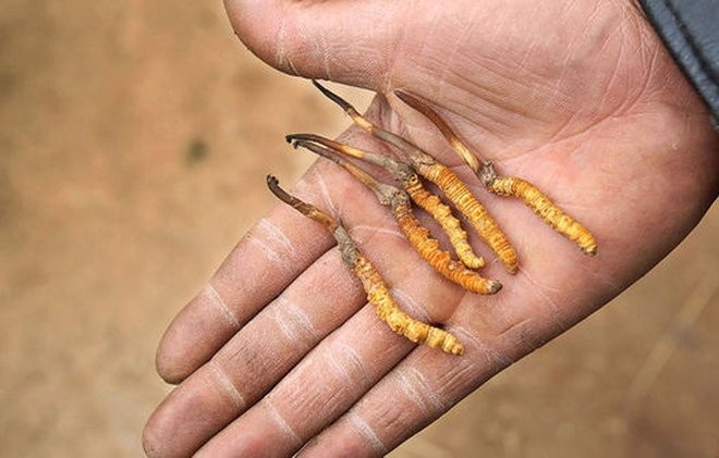 Thần dược 2 tỷ đồng/kg: Sự thật 'cú lừa thế kỷ' khiến đại gia ngã ngửa - ảnh 2