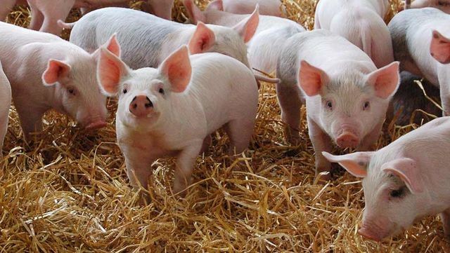 Sợ ăn phải thịt lợn trúng dịch tả, dân Việt đổ xô sang rau, đậu phụ - ảnh 2