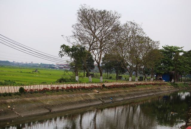 Kênh ngập rác thải biến thành đường hoa ở Hà Nội - ảnh 9