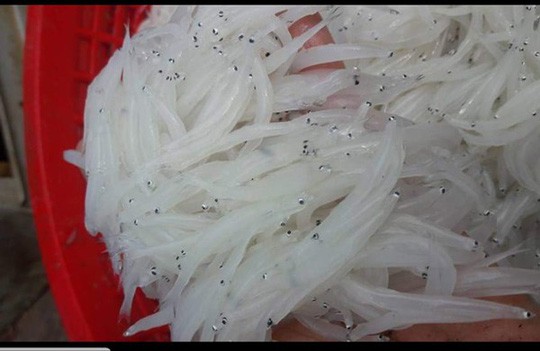 Nhiều người Hà Nội tranh mua con cá trắng tinh, thân mềm như bún - ảnh 2