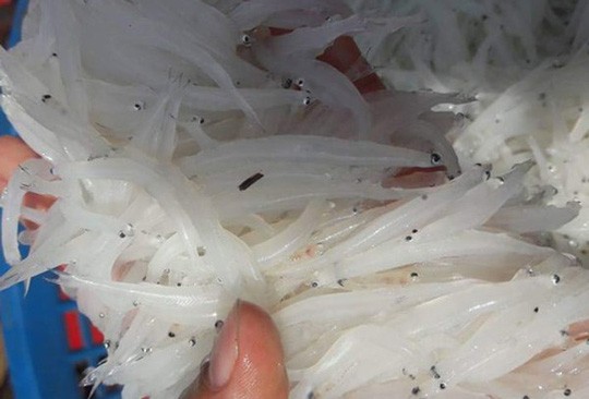 Nhiều người Hà Nội tranh mua con cá trắng tinh, thân mềm như bún - ảnh 1