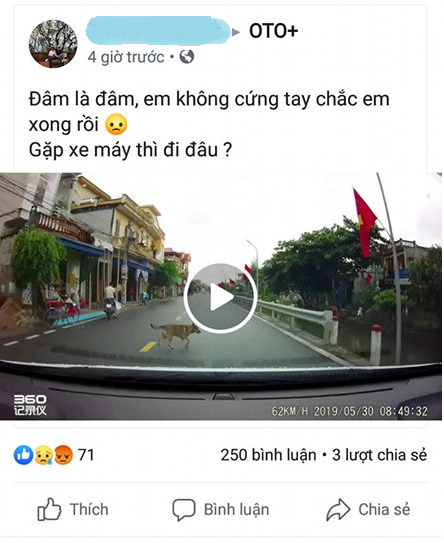 Lái xe bất ngờ gặp động vật lao qua, phải xử lý ra sao? - ảnh 1