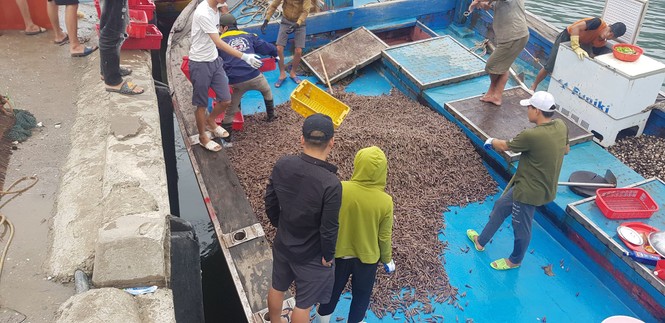 Ngư dân Hà Tĩnh trúng đậm ốc xoắn, sò nhám - ảnh 1