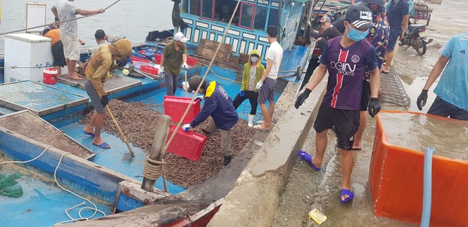 Ngư dân Hà Tĩnh trúng đậm ốc xoắn, sò nhám - ảnh 2