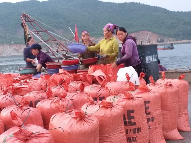Ngư dân Hà Tĩnh trúng đậm ốc xoắn, sò nhám - ảnh 4