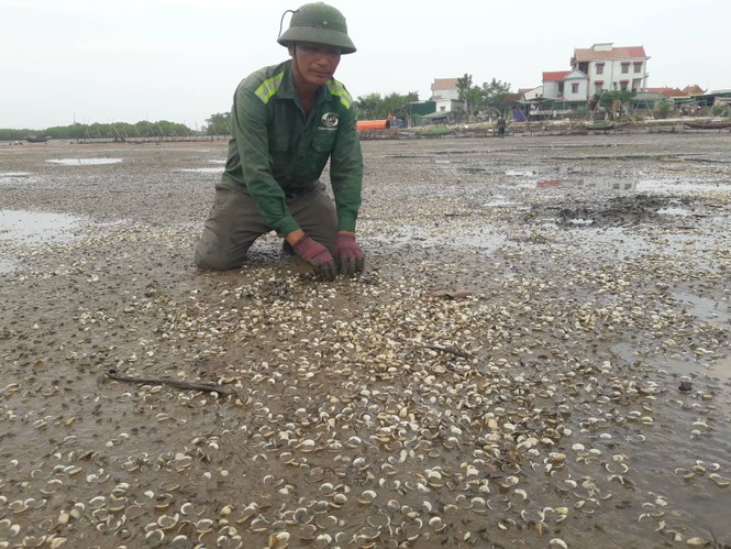 Hơn 80 ha ngao nuôi chết trắng bãi - ảnh 4