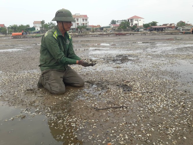 Nguyên nhân khiến hơn 260 tấn nghêu chết - ảnh 1