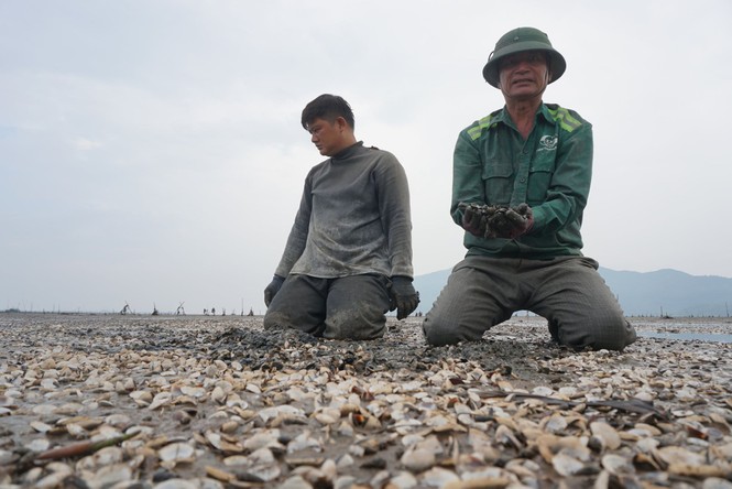 Hơn 80 ha ngao nuôi chết trắng bãi - ảnh 2