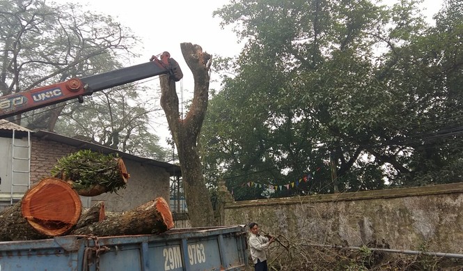 Hà Nội chặt hạ cây sưa giá trăm tỷ lấy gỗ đấu giá - ảnh 2