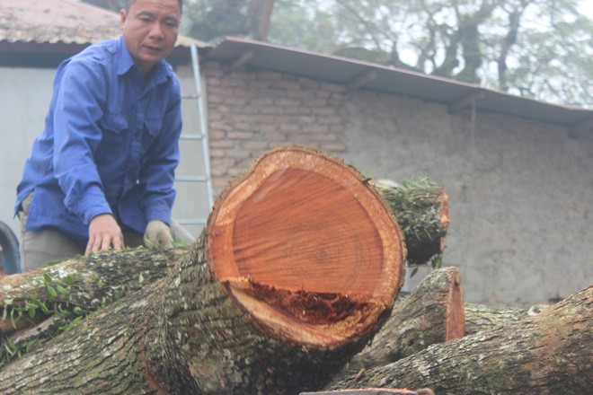 Hà Nội chặt hạ cây sưa giá trăm tỷ lấy gỗ đấu giá - ảnh 3