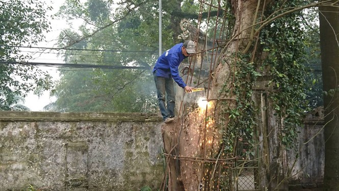 Hà Nội chặt hạ cây sưa giá trăm tỷ lấy gỗ đấu giá - ảnh 1
