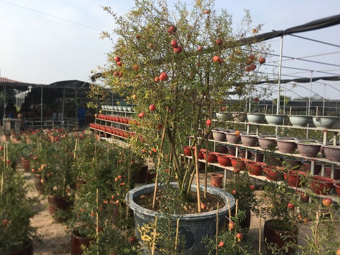 Cận cảnh cây lựu 30 triệu chơi Tết ở nhà vườn Hưng Yên - ảnh 6
