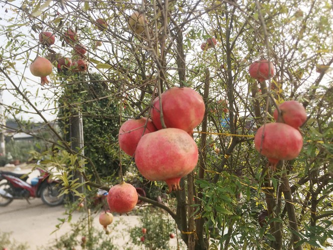 Cận cảnh cây lựu 30 triệu chơi Tết ở nhà vườn Hưng Yên - ảnh 9