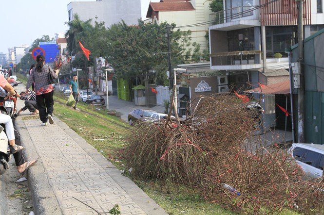 Hà Nội: Đào rừng vứt đầy đường chiều 30 Tết - ảnh 9