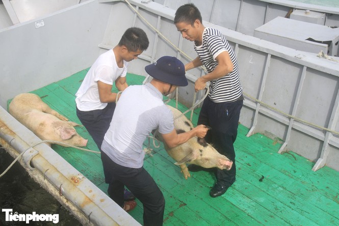 Năm Hợi, xem ảnh những chú lợn ỉn ở Trường Sa - ảnh 4