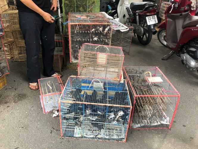Chim phóng sinh đội giá cao ngất, thả chỉ đi bộ lảo đảo như say rượu - ảnh 9