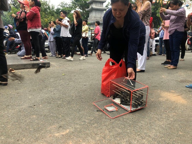 Chim phóng sinh đội giá cao ngất, thả chỉ đi bộ lảo đảo như say rượu - ảnh 15