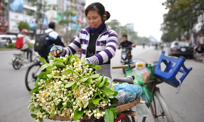 Đường phố Hà Nội ngát hương hoa bưởi - ảnh 4