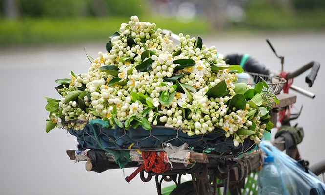 Đường phố Hà Nội ngát hương hoa bưởi - ảnh 2