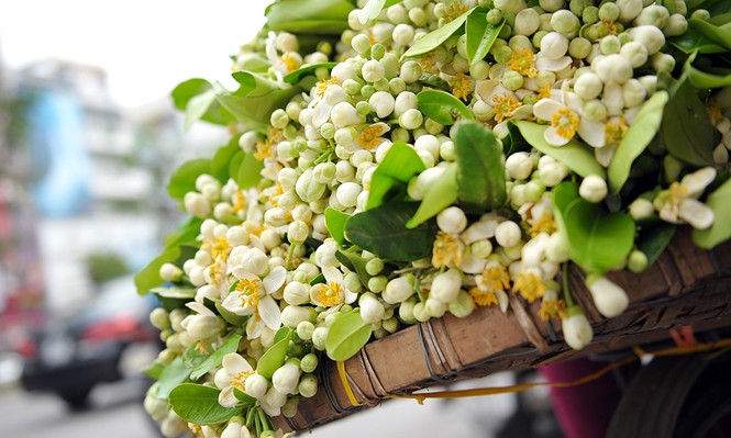 Đường phố Hà Nội ngát hương hoa bưởi - ảnh 8