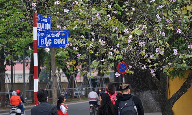 Hoa ban Tây Bắc nhuộm tím góc phố Hà Nội - ảnh 2