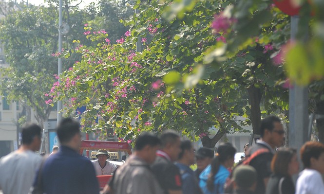 Hoa ban Tây Bắc nhuộm tím góc phố Hà Nội - ảnh 11