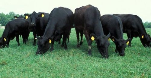 Thịt bò Australia đang tràn ngập thị trường - ảnh 1