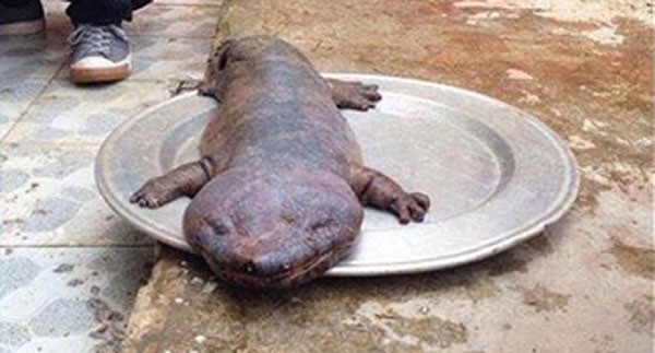 Truy tìm tung tích 'quái thú' gây xôn xao ở Vĩnh Phúc - ảnh 1