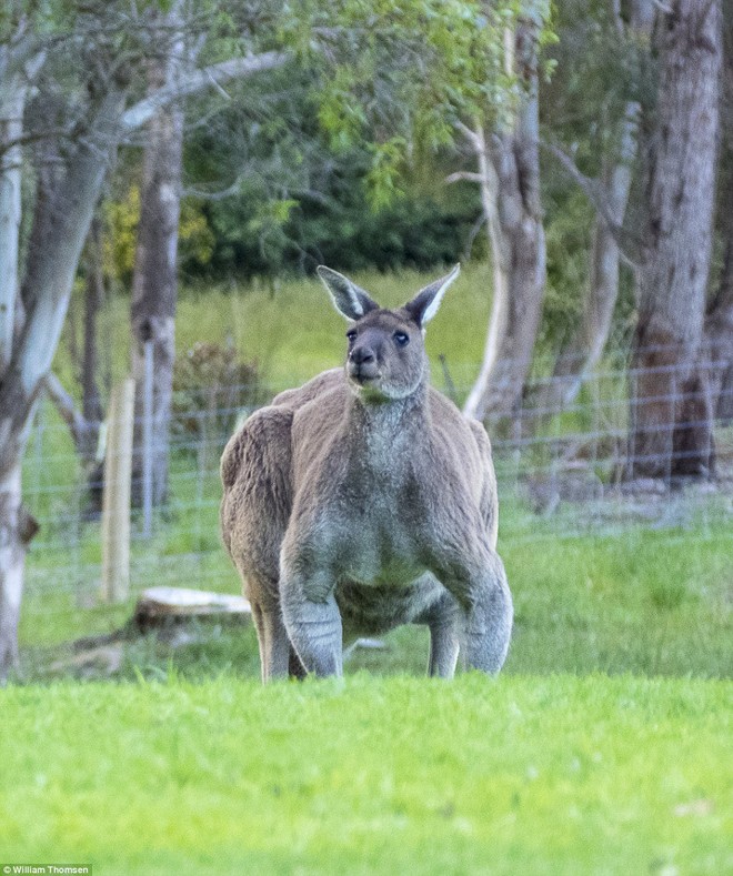 Chú kangaroo cơ bắp như lực sĩ gây sốt cộng đồng mạng - ảnh 1