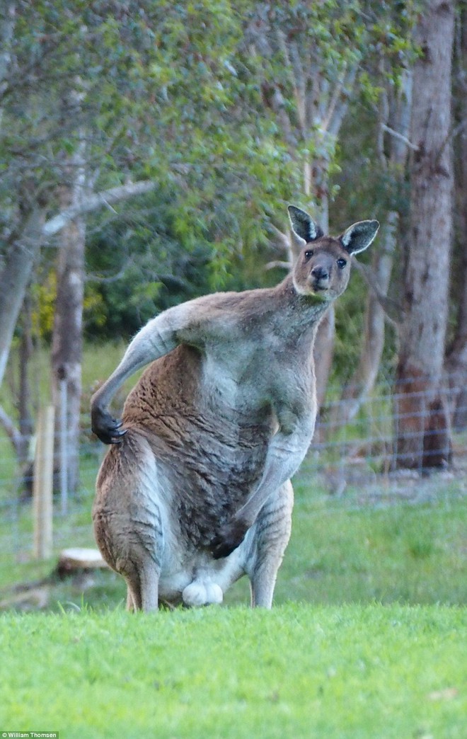 Chú kangaroo cơ bắp như lực sĩ gây sốt cộng đồng mạng - ảnh 2