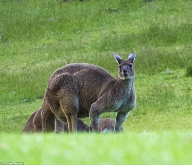 Chú kangaroo cơ bắp như lực sĩ gây sốt cộng đồng mạng - ảnh 3