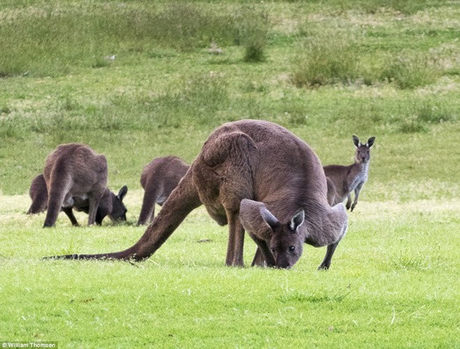 Chú kangaroo cơ bắp như lực sĩ gây sốt cộng đồng mạng - ảnh 5