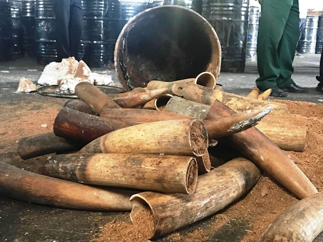 Hơn 1 tấn ngà voi giấu trong thùng phuy nhựa đường - ảnh 2
