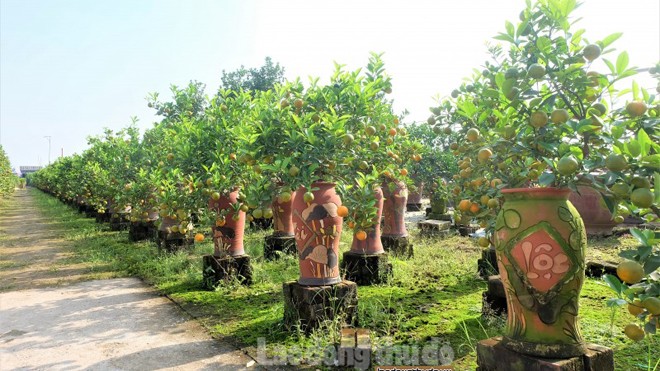 Quất Tứ Liên và Quảng An “rục rịch” vào Tết - ảnh 2