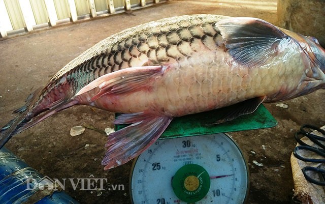 săn thủy quái bên dòng Sê San - ảnh 1