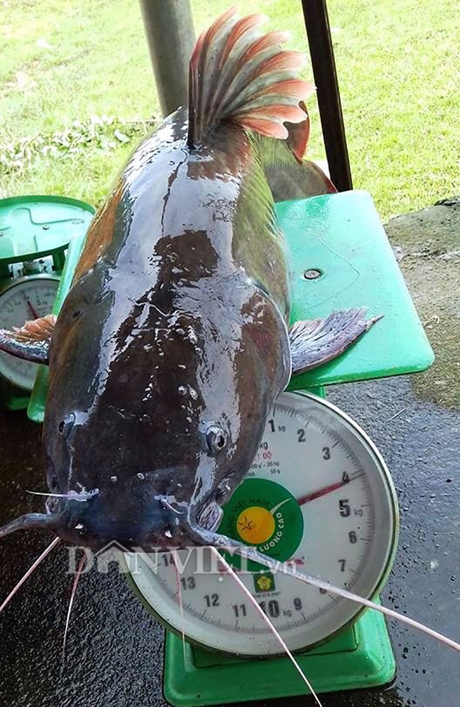 săn thủy quái bên dòng Sê San - ảnh 3