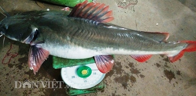 săn thủy quái bên dòng Sê San - ảnh 4